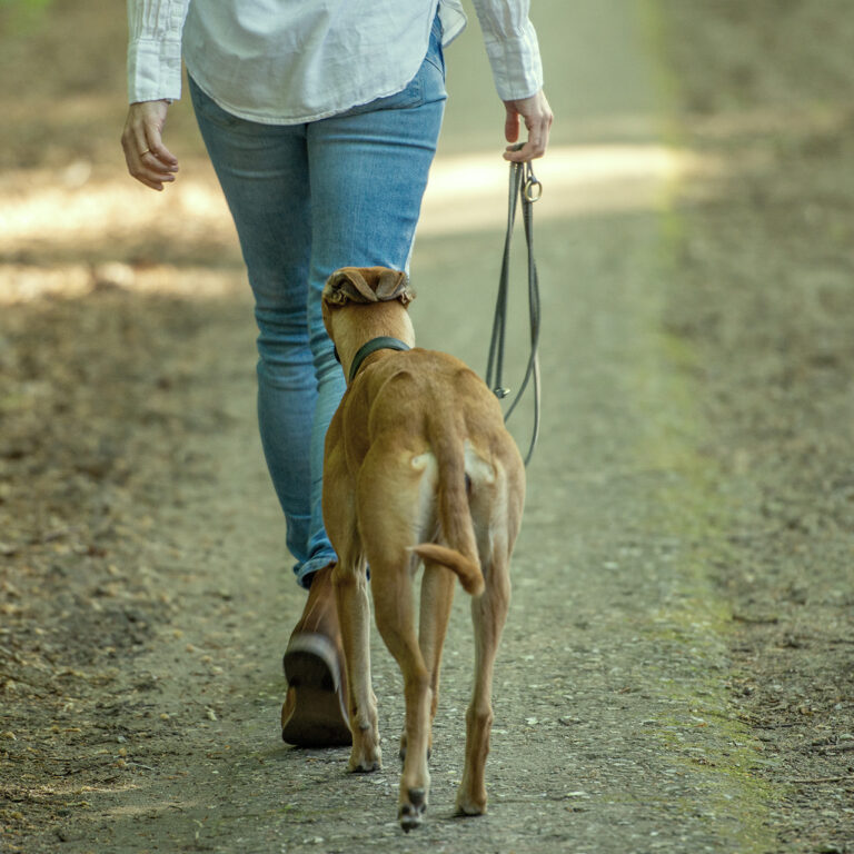 Hundetraining mit Zoë Schneider mit Hündin, Ganzheitliche Tierarztpraxis Schleswig-Holstein