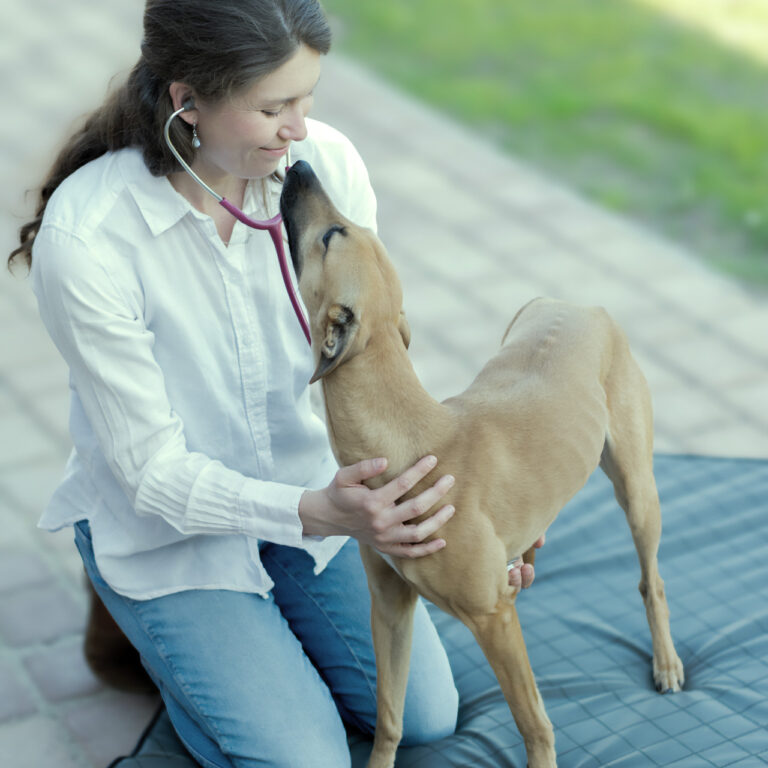 Tierärztin Zoe Schneider untersucht im Hausbesuch einen Hund, ganzheitliche Tierarztpraxis